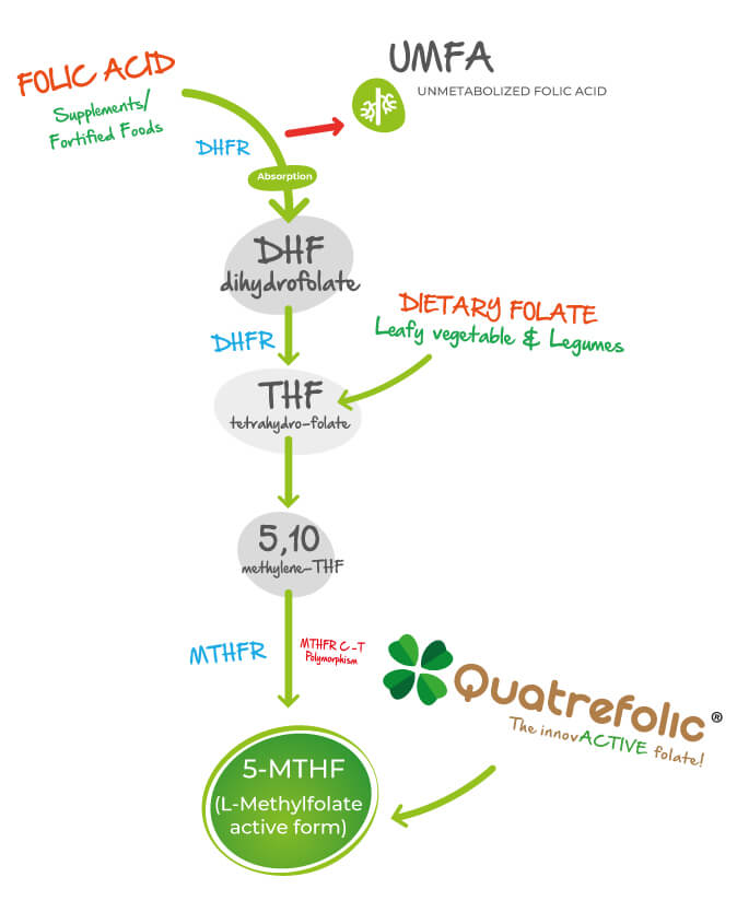 Quatrefolic® - a new infographic - Quatrefolic